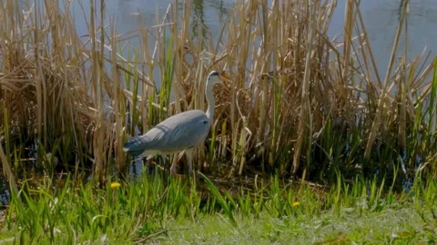 Gray Heron (Ardea cinerea) Stock Footage 282716874