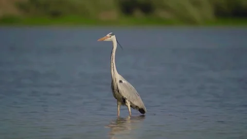Gray Heron (Ardea cinerea) Stock Footage 282717612