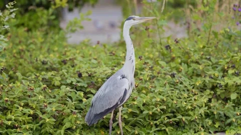 Gray Heron (Ardea cinerea) Stock Footage 282724186