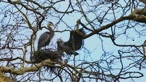 Gray Heron (Ardea cinerea) Stock Footage 282828732