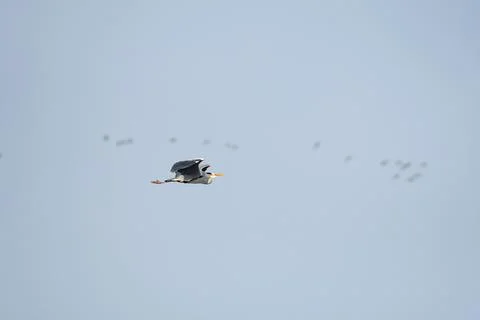 Gray heron (Ardea cinerea) a large water bird in flight, the animal flies l.. Stock Photos