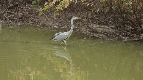Gray heron (Ardea cinerea) is looking for prey in the lake Stock Footage 118646221