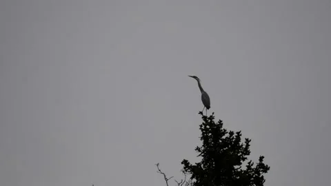 Gray heron (ardea cinerea) perched on top a tree, looking around Stock Footage 173253577