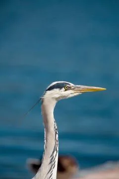 Gray Heron (Ardea Cinerea) Stock Photos