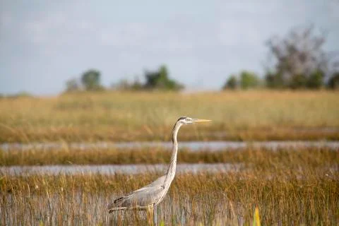 Gray Heron (Ardea Cinerea) Stock Photos