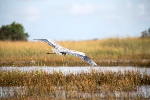 Gray Heron (Ardea Cinerea) Stock Photos