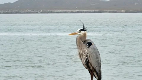 Gray Heron, Ardea cinerea, posing on jetty at Port Aransas Texas Stock Footage 87719256