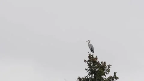 Gray heron (ardea cinerea) preening on top of a spruce Stock Footage 238526993