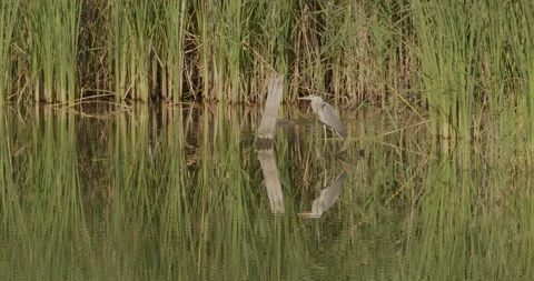Gray Heron Ardea Cinerea in slow motion 240 fps Stock Footage 201618316