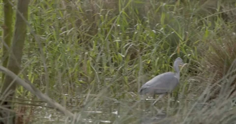 Gray Heron Ardea Cinerea in slow motion in summer Stock Footage 288757480