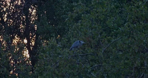 Gray Heron Ardea Cinerea on a spring pond in slow motion Video stock 251985812