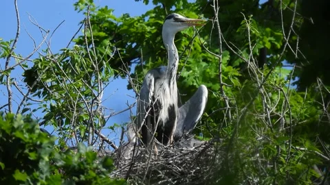 Gray heron (ardea cinerea) stands near the nest with little chicks in a tree Stock Footage 162235896
