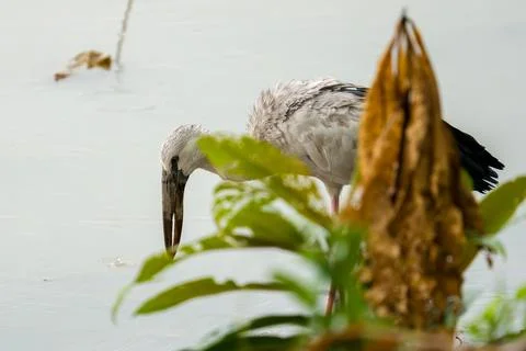 Gray heron bends down near water Stock Photos