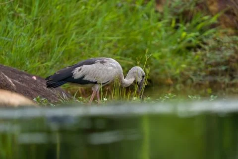 Gray heron bends to forage in shallow water Stock Photos