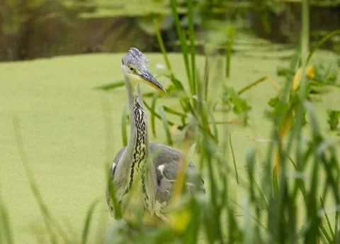 Gray heron between reeds, heron in the pond between duckweed and grasses Stock Photos