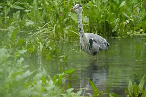 Gray heron between the thicket, Grey heron wading, Grey heron hunting Stock Photos