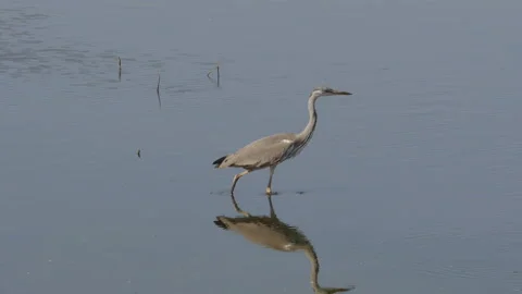 Gray heron bird 스톡 동영상 220005437