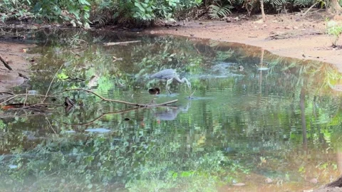 Gray heron bird inside the river, pulling stick Vídeo Stock 331232515