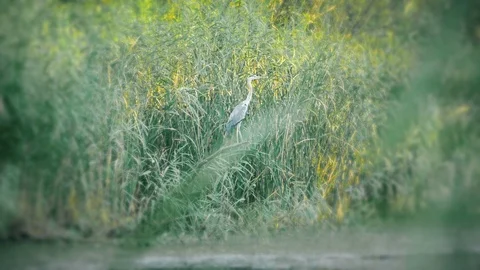 Gray Heron, Birdwatching Stock Footage 95967472