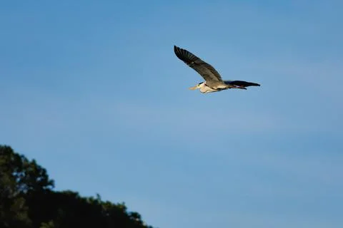 Gray Heron with blue sky background flying over the Beniarres reservoir Stock Photos