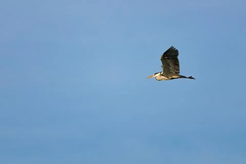 Gray Heron with blue sky background flying over the Beniarres reservoir Stock Photos