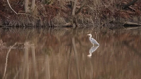 Gray heron in brown river water with reflection, swamp wildlife scene, Wide shot Stock Footage 248073085