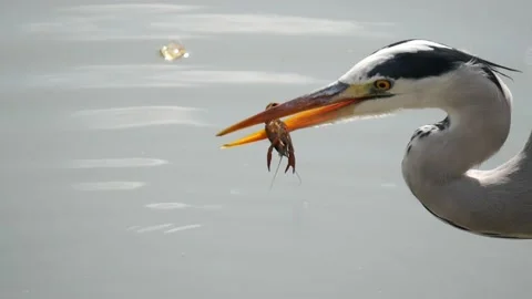 Gray heron catch crab Stock Footage 233036254