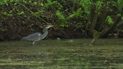 A gray heron catches a fish and eats it. Stock Footage 275686151