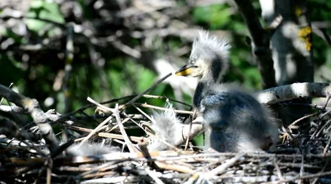 Gray heron chicks recently hatched from eggs and already know how to fight Stock Footage 41770077