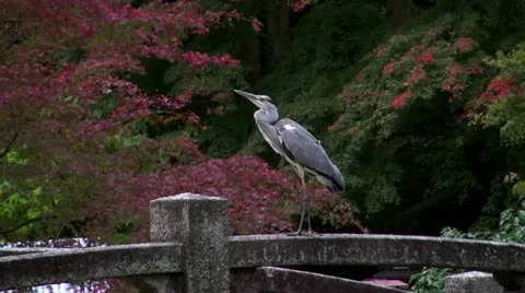 Gray Heron at Chionin Stock Footage 20544772