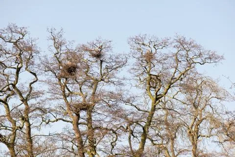 Gray heron colony Stock Photos
