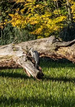 Gray heron is in the course Stock-Fotos