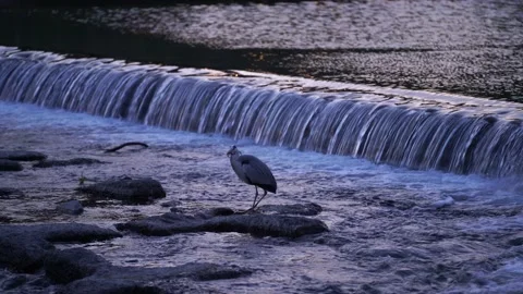 A Gray Heron eating fish at Kyoto Kamogawa river in sunset Stock Footage