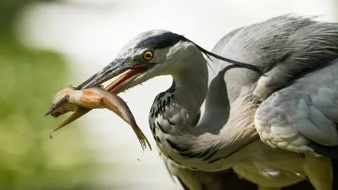 A gray heron eats a fish Stock Photos