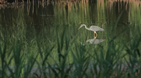 Gray heron eats a small fish Stock Footage 34655453