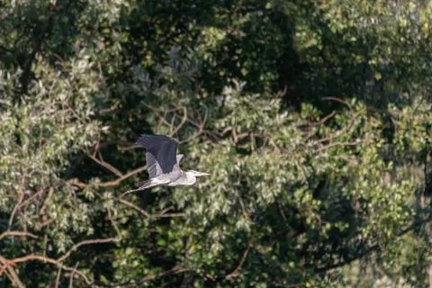 A gray heron flies in front of the thick green vegetation Stock Photos