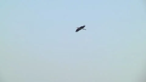 The gray heron flies high in the sky. Stock Footage 104158261
