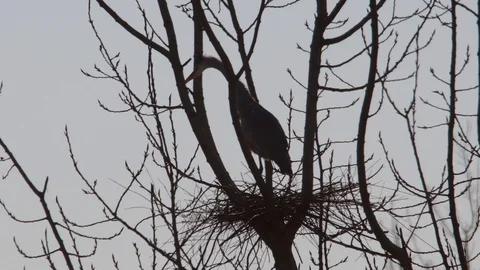 Gray heron flies to the nest with branches in its beak 4K-Italian nature Stock Footage 125582845