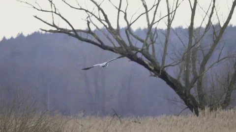 Gray heron flies towards the trees, 4K slomo Stock Footage 237506759