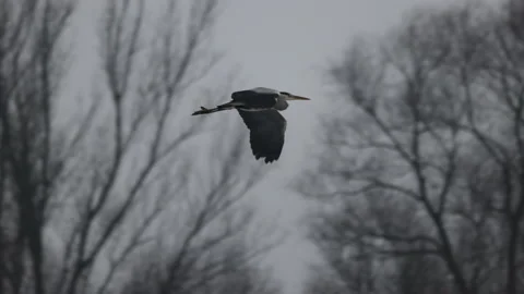 Gray Heron in flight, close up, 4K slomo Video stock 169075199