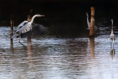 Gray heron in flight Stock Photos