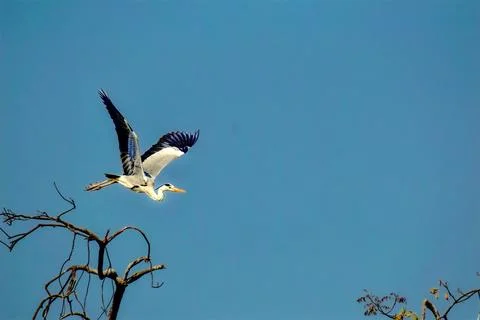 Gray heron in flight Stock Photos