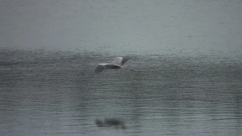 Gray heron fly over water, slow motion Stock Footage