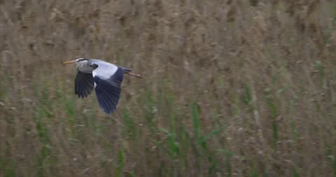Gray heron flying 2 Stock Footage 281086357