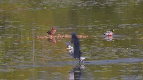 Gray heron flying in the lake beside the wild duck on a sunny day Stock-Footage 163371663