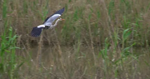 Gray heron flying landing Stock Footage 281086300