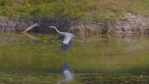 Gray heron flying over the lake on a sunny day Stock-Footage 163371399
