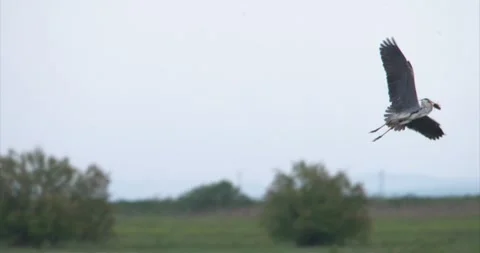 Gray heron flying prey Stock Footage 281086227