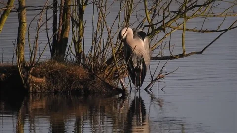 Gray heron Stock Footage
