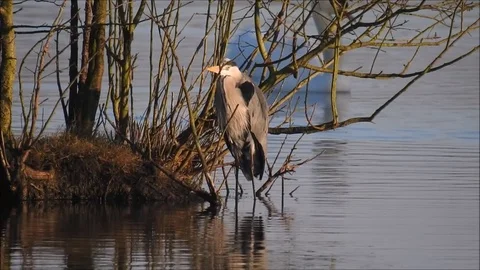 Gray heron Video stock 74113997